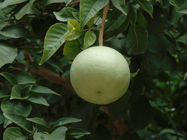 15+ Semi di Aegle marmelos, semi di Bael, semi di alberi da frutto tropicali, semi di frutta e bacche immagine 5