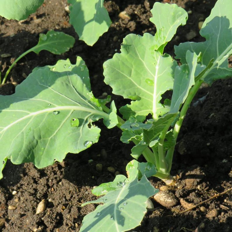 コールラビ（Brassica oleracea、ドイツカブ、根菜）の種100粒以上 画像 5