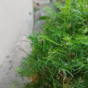 30-100 Shatavari Seeds, Asparagus Racemosus, Satavar, Wild Asparagus, Indian Asparagus, Herb Seeds image 5
