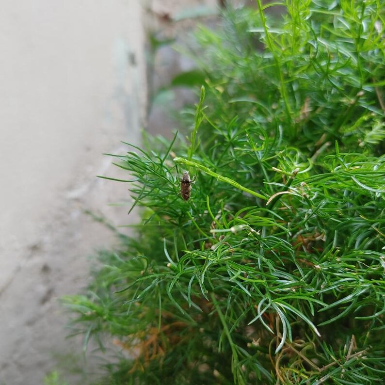 30-100 Shatavari Seeds, Asparagus Racemosus, Satavar, Wild Asparagus, Indian Asparagus, Herb Seeds image 5