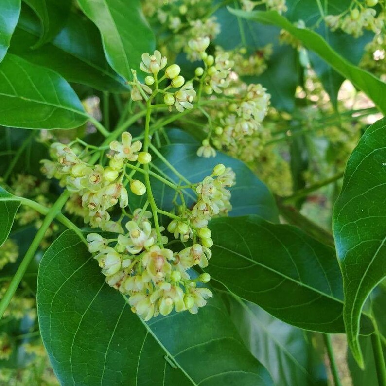 Pu&ograve; includere: Un grappolo di piccoli fiori giallo pallido con cinque petali delicati che sbocciano su un ramo. I fiori sono circondati da foglie lisce di un verde vibrante con venature visibili, creando un denso motivo di fogliame naturale alla luce.