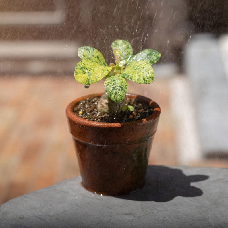 Más de 20 semillas de Dorstenia Foetida, planta de caudex rara, suculenta de madera apestosa, semillas de plantas exóticas de colección. imagen 4
