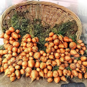Puede incluir: Una gran cesta de mimbre tejida llena de una abundante pila de zanahorias peque&ntilde;as, redondas y de color naranja. Las zanahorias presentan hojas verdes vibrantes y est&aacute;n agrupadas en una disposici&oacute;n densa, mostrando su textura terrosa.
