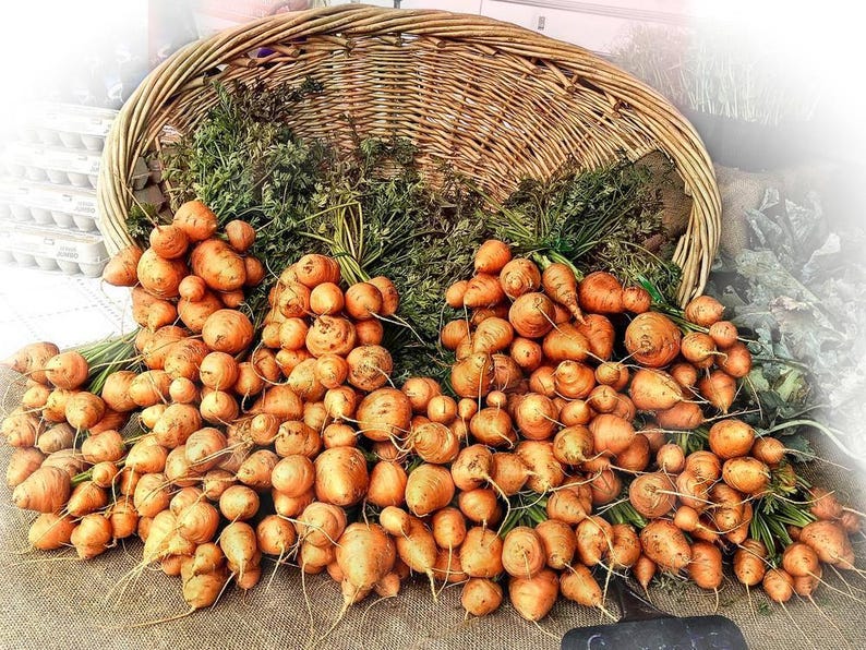 Puede incluir: Una gran cesta de mimbre tejida llena de una abundante pila de zanahorias peque&ntilde;as, redondas y de color naranja. Las zanahorias presentan hojas verdes vibrantes y est&aacute;n agrupadas en una disposici&oacute;n densa, mostrando su textura terrosa.