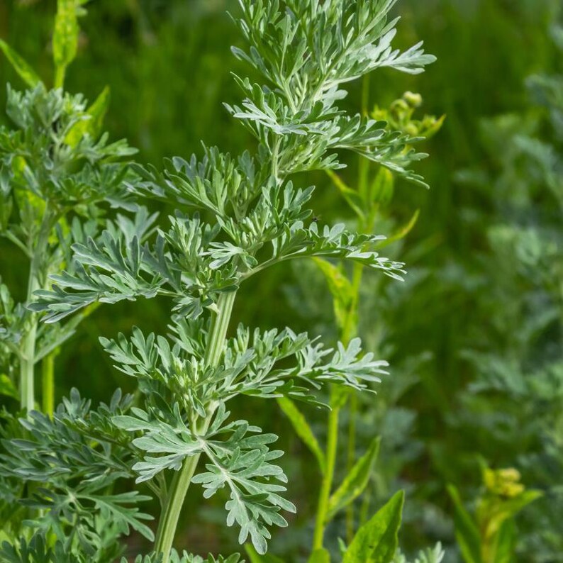 100-500 Wormwood Seeds, Artemisia absinthium, Silver Aromatic Herb image 8