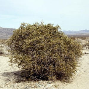 May include: A dense, rounded desert shrub with small, olive-green leaves and thin, woody branches. The plant has a compact, bushy growth habit and is situated in a dry, arid landscape with light-coloured sandy soil and distant mountain ranges.