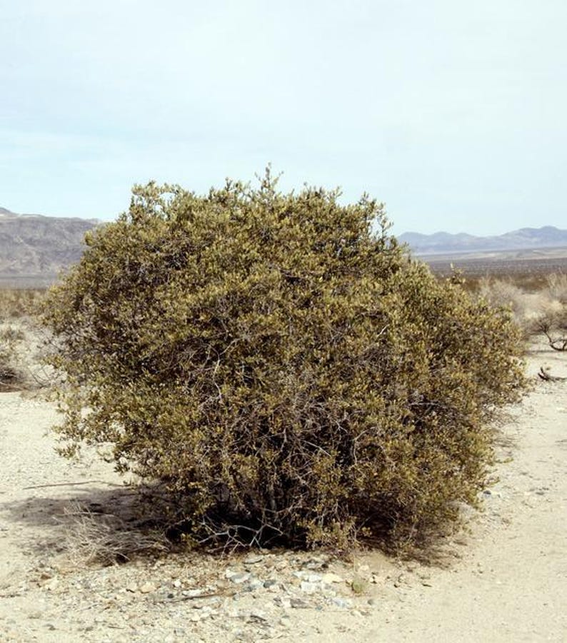 May include: A dense, rounded desert shrub with small, olive-green leaves and thin, woody branches. The plant has a compact, bushy growth habit and is situated in a dry, arid landscape with light-coloured sandy soil and distant mountain ranges.