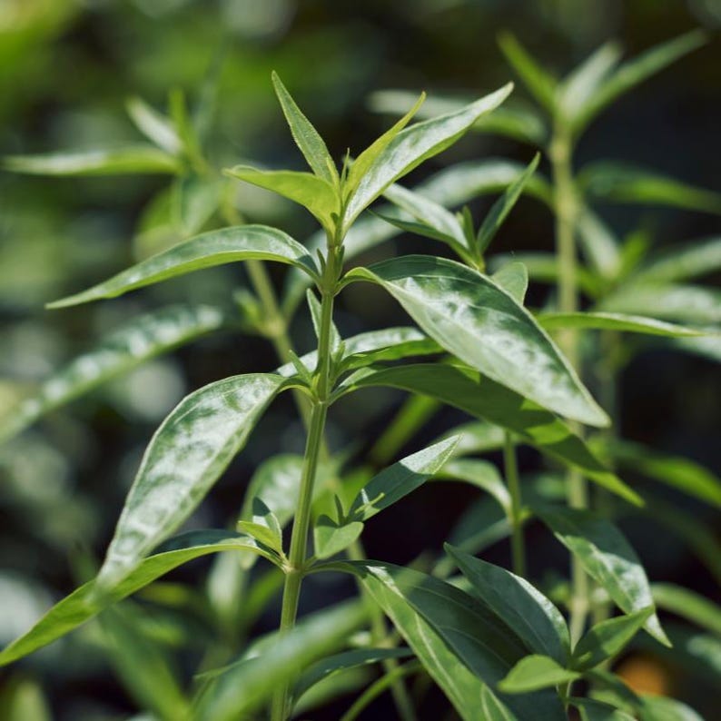 100-500 Green Chiretta Seeds, Andrographis paniculata, Kalmegh Herb image 3