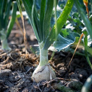 May include: A white onion bulb growing in dark soil with long, vibrant green stalks extending upwards. The onion is partially visible above the ground, showing its papery skin and firm structure, surrounded by other similar onion plants in a garden.