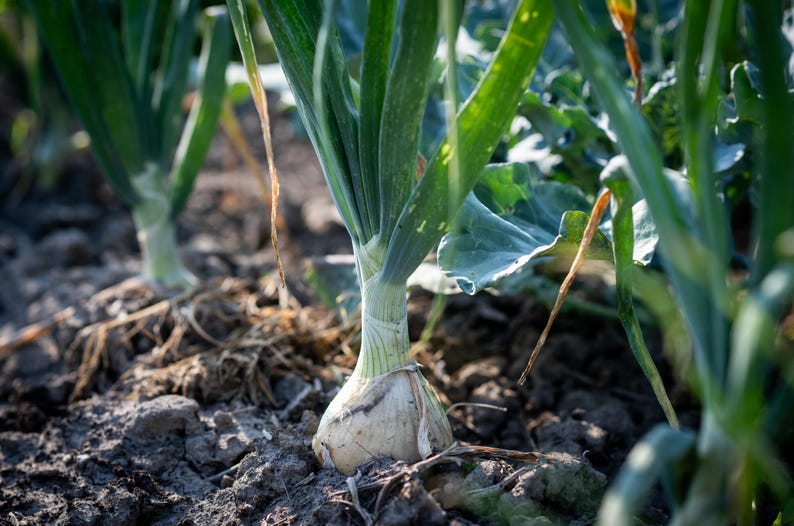 May include: A white onion bulb growing in dark soil with long, vibrant green stalks extending upwards. The onion is partially visible above the ground, showing its papery skin and firm structure, surrounded by other similar onion plants in a garden.