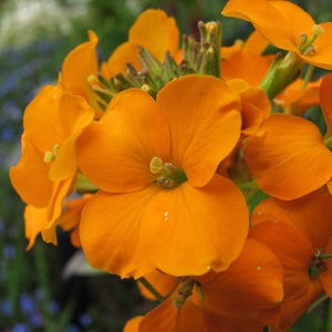 100+ English Wallflower Seeds, Erysimum Cheiri, Mixed Colors, Fragrant Spring Flowers, Cottage Garden image 6