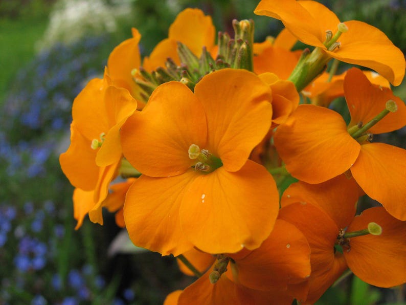 100+ English Wallflower Seeds, Erysimum Cheiri, Mixed Colors, Fragrant Spring Flowers, Cottage Garden image 6