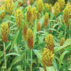 50-300 semillas de sorgo, Sorghum bicolor, grano antiguo, mijo imagen 10