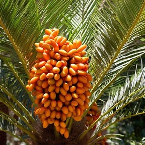 10+ Phoenix Canariensis Frön, Kanarieöarnas Dadelpalm, Kanariepalmfrön, Prydnadspalm bild 2