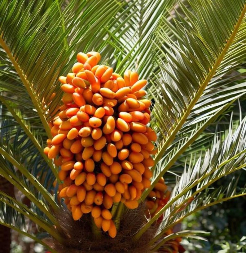 10+ Phoenix Canariensis Frön, Kanarieöarnas Dadelpalm, Kanariepalmfrön, Prydnadspalm bild 2