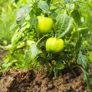 Más de 20 semillas de pimiento verde dulce, Capsicum annuum, pimiento verde, pimiento dulce suave. imagen 6