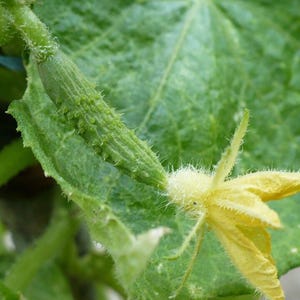Más de 25 semillas de pepino Beit Alpha, Cucumis sativus, pepino israelí, pepino persa imagen 4