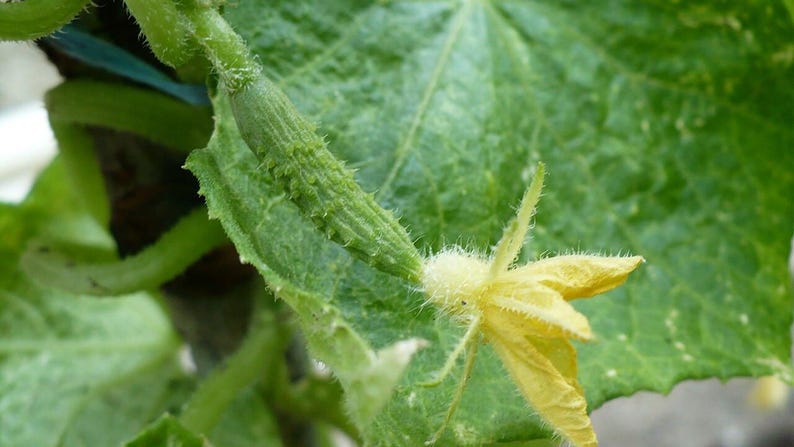 Más de 25 semillas de pepino Beit Alpha, Cucumis sativus, pepino israelí, pepino persa imagen 4