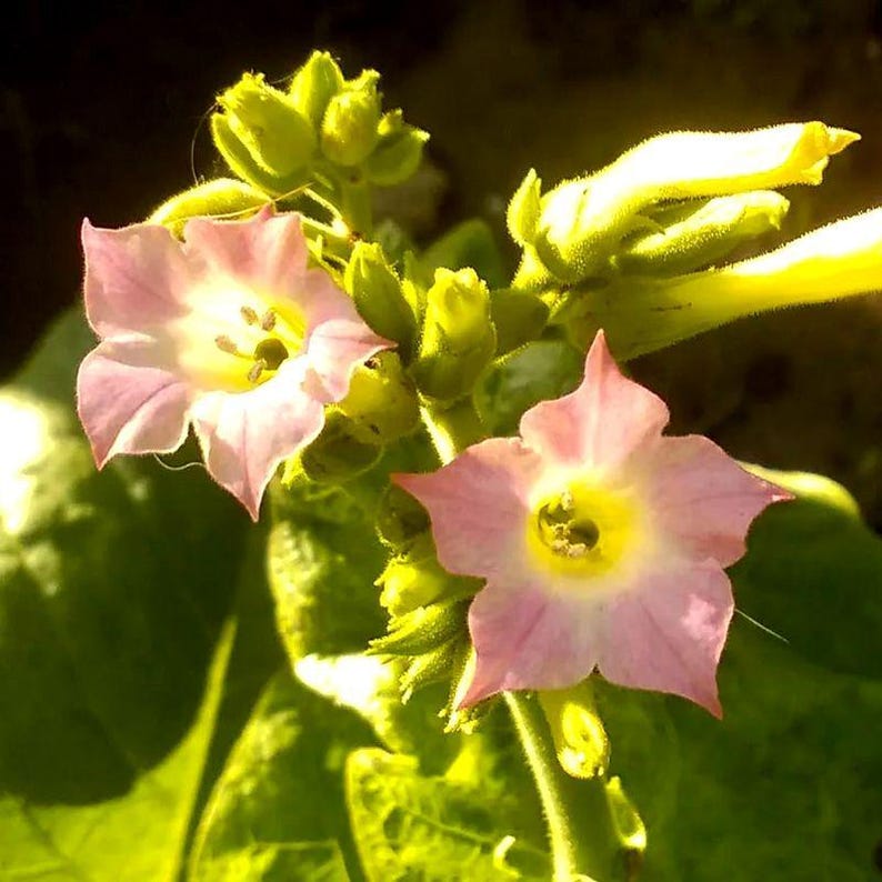 Peut inclure: Deux fleurs &agrave; cinq p&eacute;tales rose clair avec un centre jaune vif. Les fleurs sont fix&eacute;es sur une tige verte avec plusieurs boutons non &eacute;clos et des feuilles vertes visibles en arri&egrave;re-plan, le tout &eacute;clair&eacute; par une lumi&egrave;re vive.