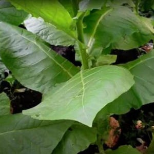 50-300 semillas de tabaco Virginia Gold Poland, Nicotiana tabacum imagen 6