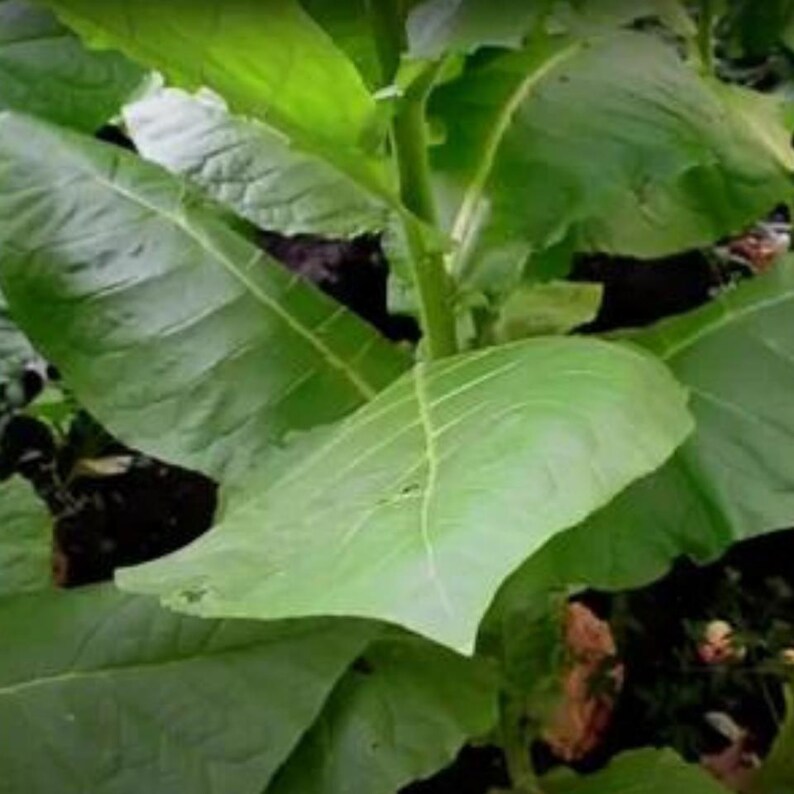 50-300 semillas de tabaco Virginia Gold Poland, Nicotiana tabacum imagen 6