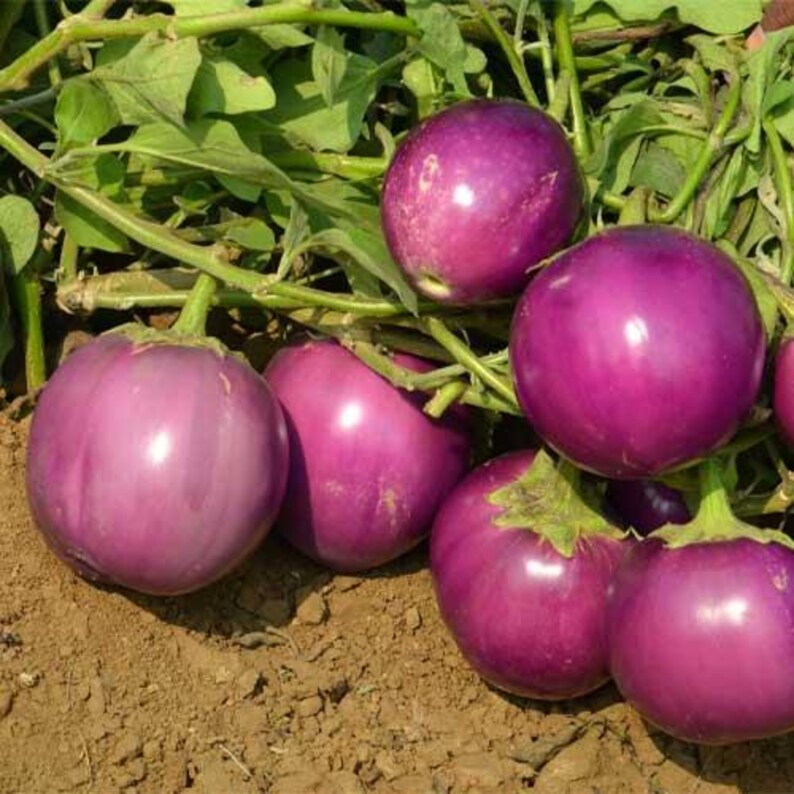 Puede incluir: Varias berenjenas redondas, brillantes y de color p&uacute;rpura, con piel lisa y tallos verdes, est&aacute;n unidas a enredaderas frondosas. Las berenjenas descansan sobre tierra marr&oacute;n, mostrando su color vibrante y forma esf&eacute;rica en un jard&iacute;n.