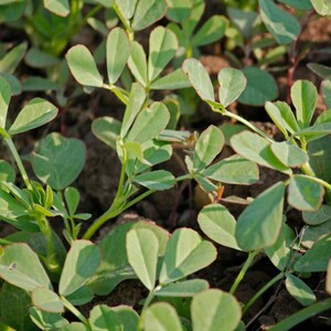 100+ Fenugreek Seeds, Trigonella foenum-graecum, Methi Herb, Culinary Herb image 6