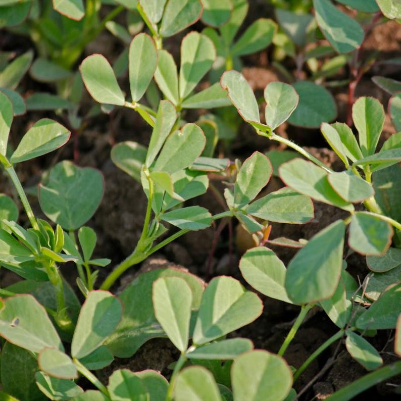 100+ Fenugreek Seeds, Trigonella foenum-graecum, Methi Herb, Culinary Herb image 6
