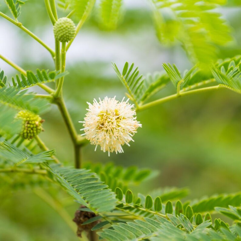 25-50 semi di Leucaena, Leucaena Leucocephala, Albero di piombo bianco, Subabul, Tamarindo selvatico, Semi di albero tropicale azotofissatore immagine 10