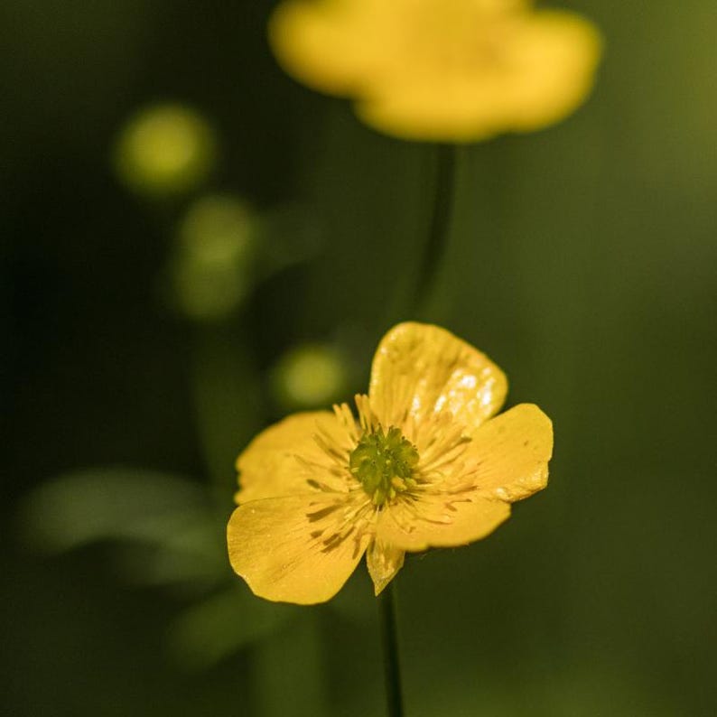 15+ Chinese Buttercup Seeds, Ranunculus cantoniensis, Wild Meadow Flower image 5