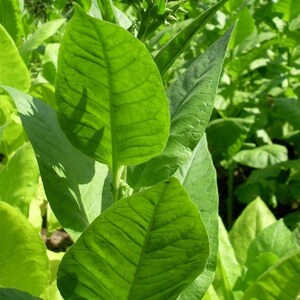 50-300 türkische Tabaksamen, Nicotiana tabacum Bild 9