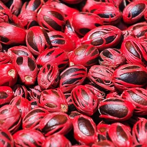 Puede incluir: Una colecci&oacute;n de semillas de nuez moscada, cada una parcialmente envuelta en un arilo fibroso de color rojo vibrante conocido como macis. Las semillas son de color marr&oacute;n oscuro, de forma ovalada y lisas, contrastando con la textura roja.