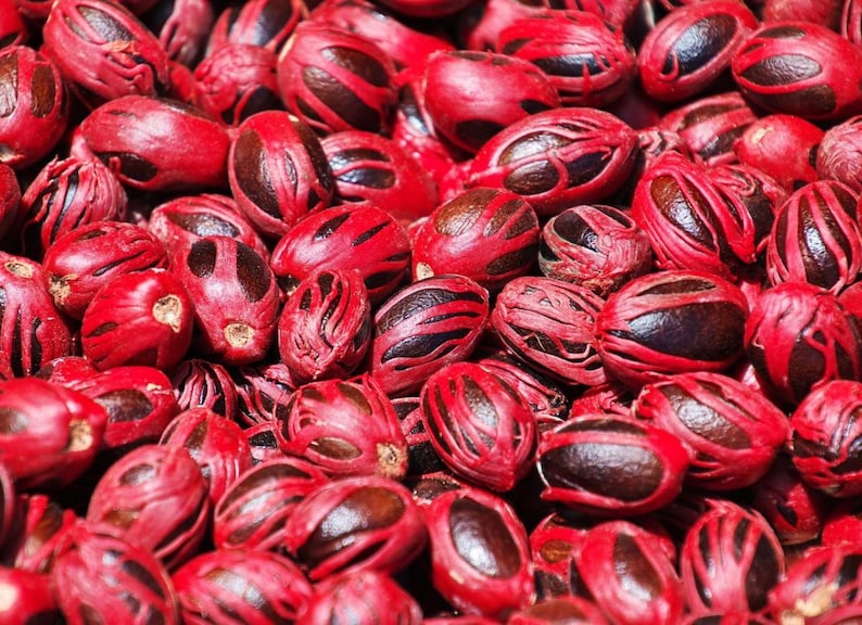 Puede incluir: Una colecci&oacute;n de semillas de nuez moscada, cada una parcialmente envuelta en un arilo fibroso de color rojo vibrante conocido como macis. Las semillas son de color marr&oacute;n oscuro, de forma ovalada y lisas, contrastando con la textura roja.