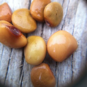 Pu&ograve; includere: Un gruppo di sette semi di lupino lisci e arrotondati con una finitura lucida color marrone dorato. Ogni seme presenta una forma soda simile a un fagiolo con sottili variazioni di colore, che vanno dal beige chiaro alle tonalit&agrave; ambrate.