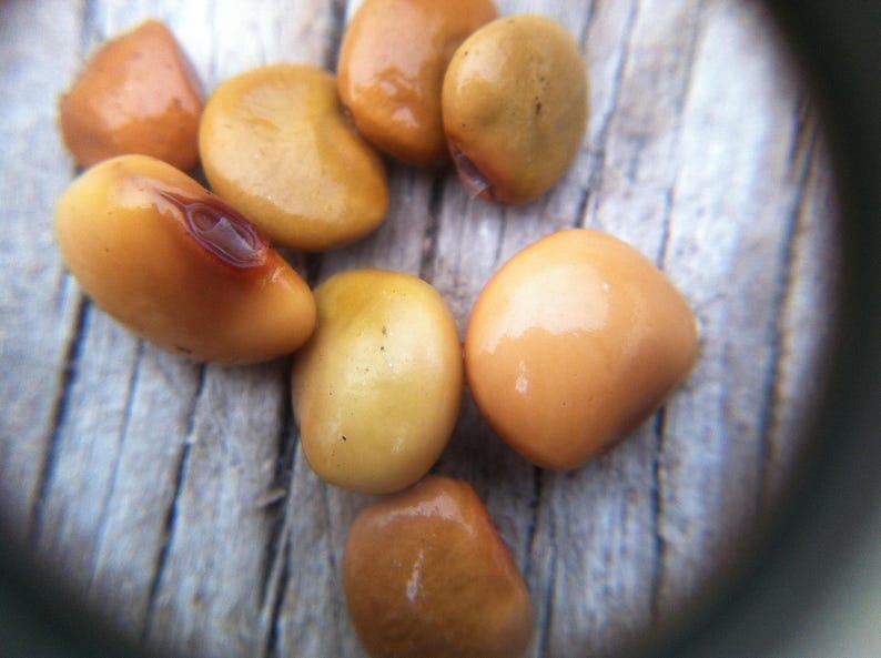 Pu&ograve; includere: Un gruppo di sette semi di lupino lisci e arrotondati con una finitura lucida color marrone dorato. Ogni seme presenta una forma soda simile a un fagiolo con sottili variazioni di colore, che vanno dal beige chiaro alle tonalit&agrave; ambrate.