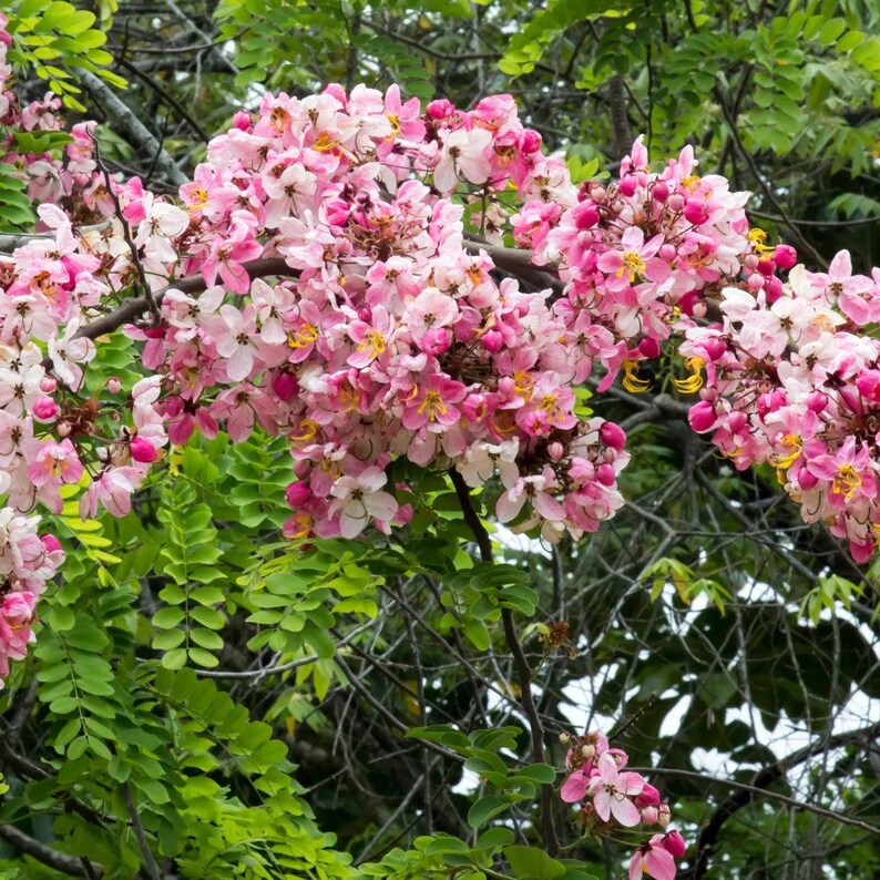 Puede incluir: Un denso racimo de flores rosas y blancas en la rama de un &aacute;rbol, con flores de cinco p&eacute;talos y centros amarillos. Las flores est&aacute;n dispuestas en grandes grupos redondeados, rodeadas de peque&ntilde;as hojas pinnadas de color verde brillante.