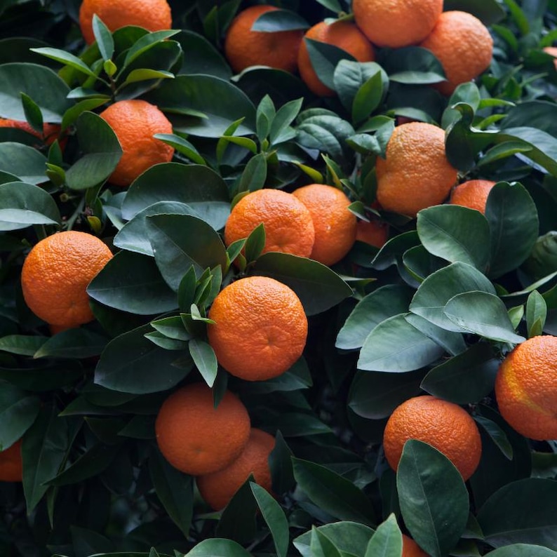 10+ Sweet Orange Seeds, Citrus sinensis, Citrus Tree image 5