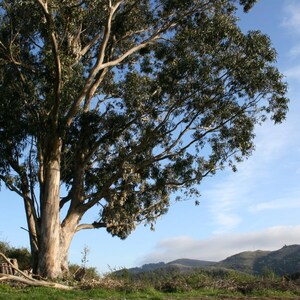 200+ River Red Gum Seeds, Eucalyptus camaldulensis, Shade Tree image 8