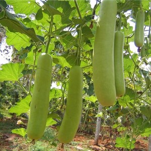 10+ nasion melona długiego Durgesh Komal, melo Cucumis zdjęcie 5