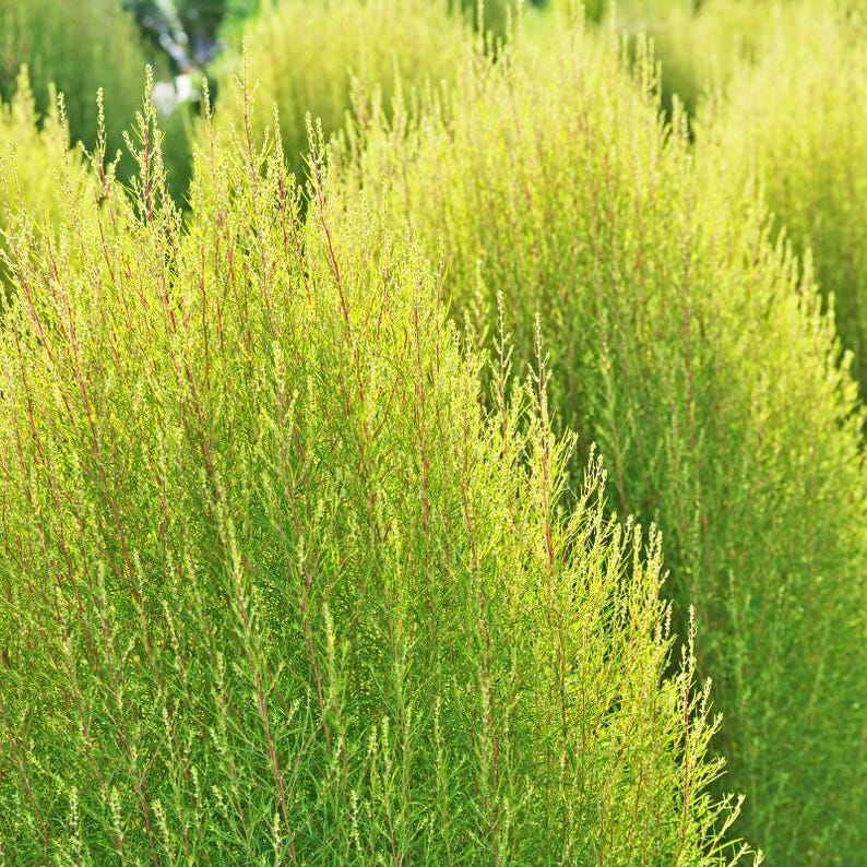 Más de 100 semillas de Kochia Childsii, Bassia scoparia, arbusto híbrido, follaje ornamental. imagen 5