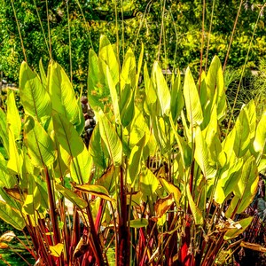 5-10 Thalia Geniculata Seeds, Alligator Flag, Fire Flag, Aquatic Ornamental Plant image 8