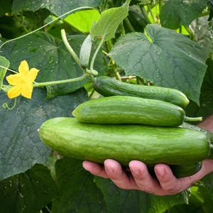 Puede incluir: Tres pepinos verdes frescos de diferentes tama&ntilde;os sostenidos en una palma, con una flor amarilla brillante de cinco p&eacute;talos y grandes hojas verdes visibles al fondo. Los pepinos tienen una textura rugosa y se cosechan de la enredadera.