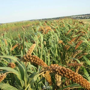 100-500 Kolbenhirse-Samen, Setaria italica, Italienische Hirse, Indische Hirse Bild 8