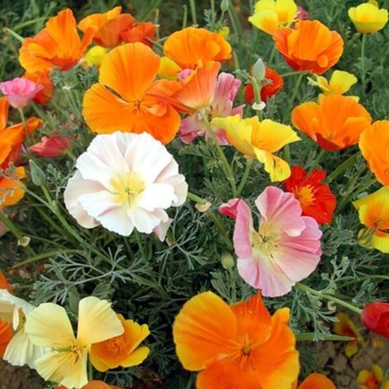 May include: A cluster of California poppies featuring vibrant orange, yellow, white, and soft pink petals. The flowers have delicate, cup-shaped blooms with prominent yellow centres, set against fine, feathery, blue-green foliage in a garden.