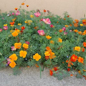 May include: A dense patch of California poppies featuring vibrant orange, yellow, and pink petals. The flowers have delicate, cup-shaped blooms with thin, feathery, blue-green foliage. The plants grow low to the ground against a plain wall.
