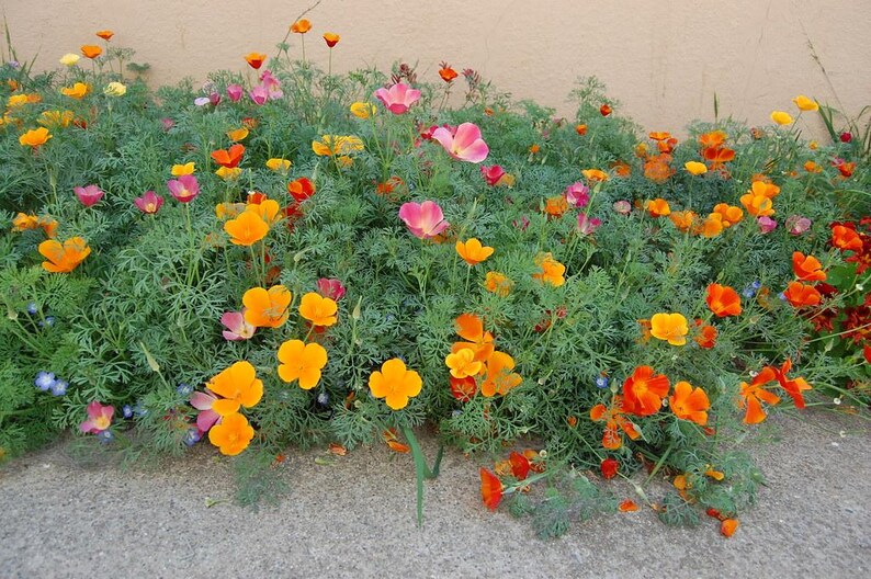 May include: A dense patch of California poppies featuring vibrant orange, yellow, and pink petals. The flowers have delicate, cup-shaped blooms with thin, feathery, blue-green foliage. The plants grow low to the ground against a plain wall.