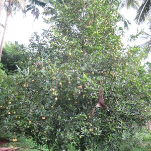 Puede incluir: Un &aacute;rbol alto y maduro con follaje denso de color verde oscuro y numerosos frutos peque&ntilde;os, redondos y de color amarillo claro que cuelgan de sus ramas. El &aacute;rbol tiene un tronco marr&oacute;n central y est&aacute; rodeado de vegetaci&oacute;n tropical.