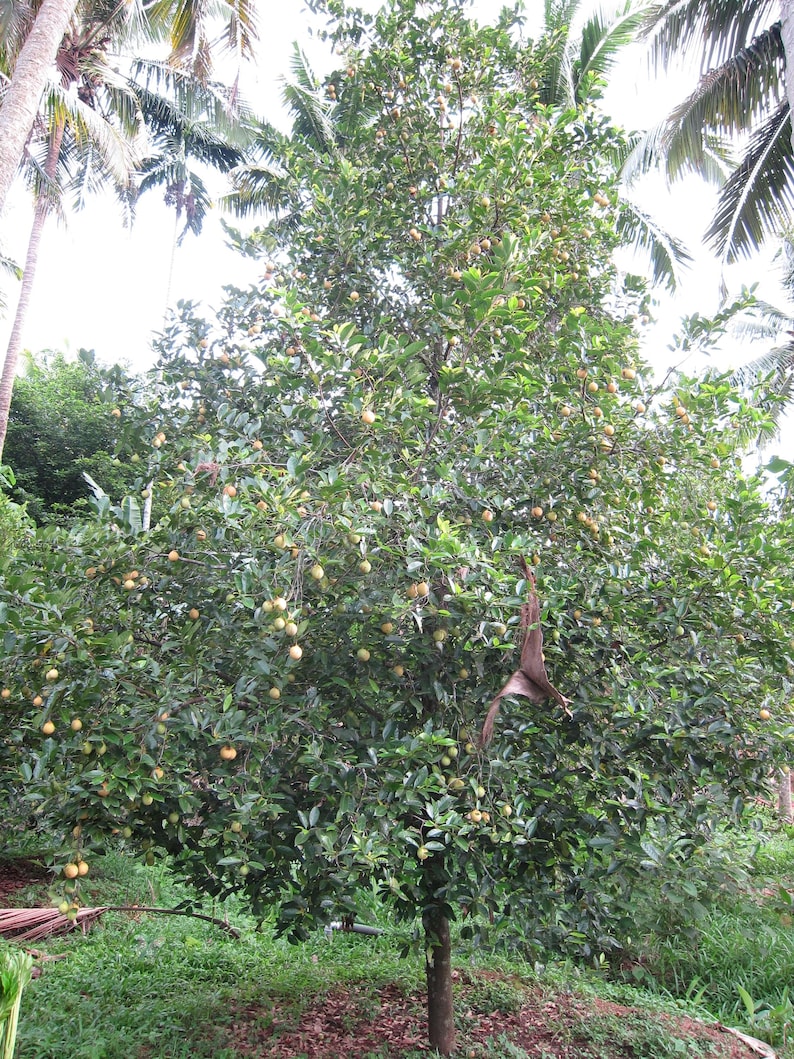Puede incluir: Un &aacute;rbol alto y maduro con follaje denso de color verde oscuro y numerosos frutos peque&ntilde;os, redondos y de color amarillo claro que cuelgan de sus ramas. El &aacute;rbol tiene un tronco marr&oacute;n central y est&aacute; rodeado de vegetaci&oacute;n tropical.