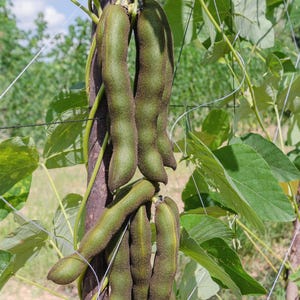 Puede incluir: Un racimo de vainas de frijol terciopelo de color verde oscuro y vellosas que cuelgan de una enredadera. Las vainas alargadas y ligeramente curvadas presentan una superficie texturizada y est&aacute;n unidas a un poste de madera, rodeadas de hojas.