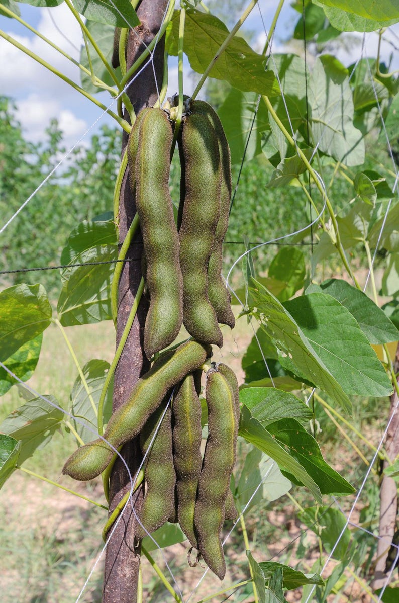 Puede incluir: Un racimo de vainas de frijol terciopelo de color verde oscuro y vellosas que cuelgan de una enredadera. Las vainas alargadas y ligeramente curvadas presentan una superficie texturizada y est&aacute;n unidas a un poste de madera, rodeadas de hojas.
